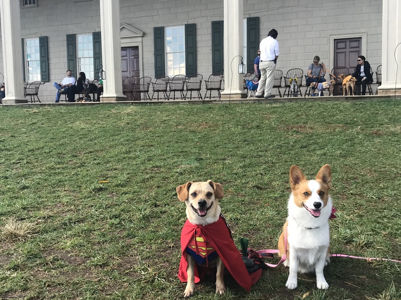 Kaitlyn Bolan (286 visits) This is my dog Fenway (Super Man Costume.) We went to Mt.Vernon that day for the dog Trick it Treati... Kaitlyn Bolan